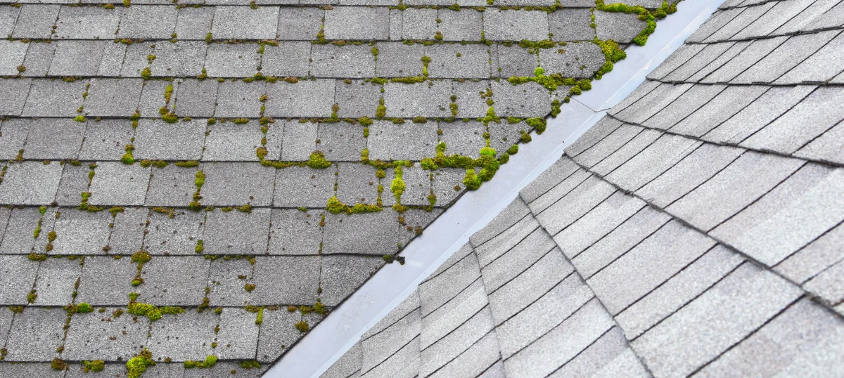 Moss Free Roof: Perfect Timing