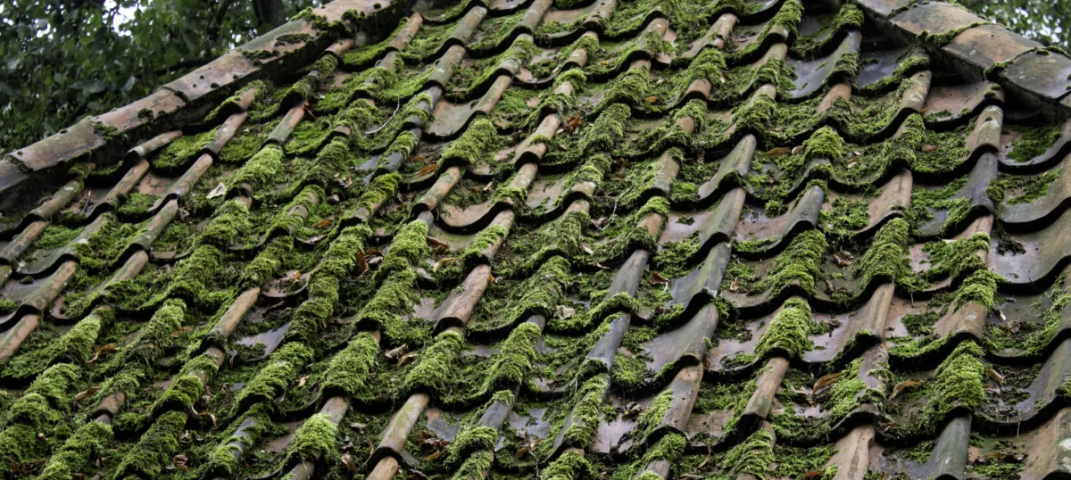 Understanding the Best Time To Remove Moss on the Roof 