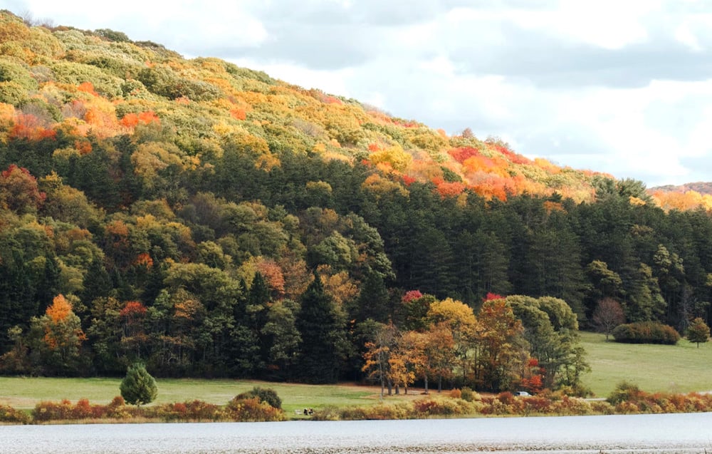 Olean