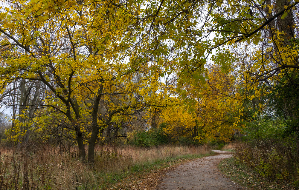 Maumee