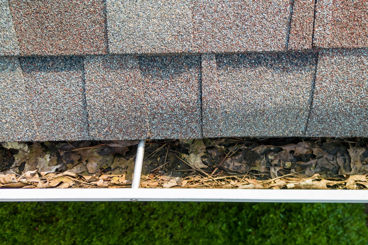 Clogged Gutter with Leaves and Roof Shingles A clogged gutter filled with leaves under roof shingles. Gutter maintenance is necessary.