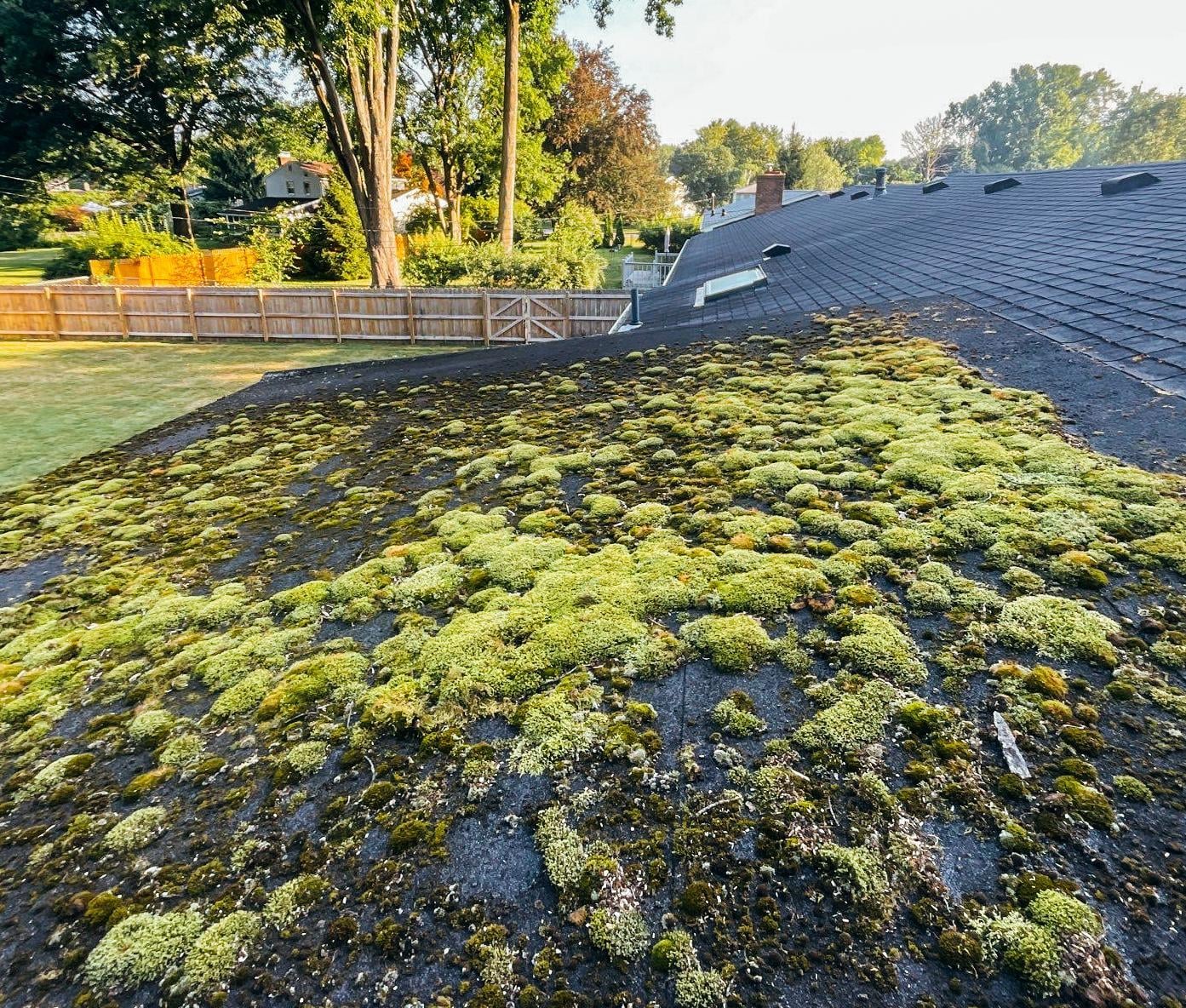 Moss and lichen growth on a roof. The roof appears to be in need of cleaning.
