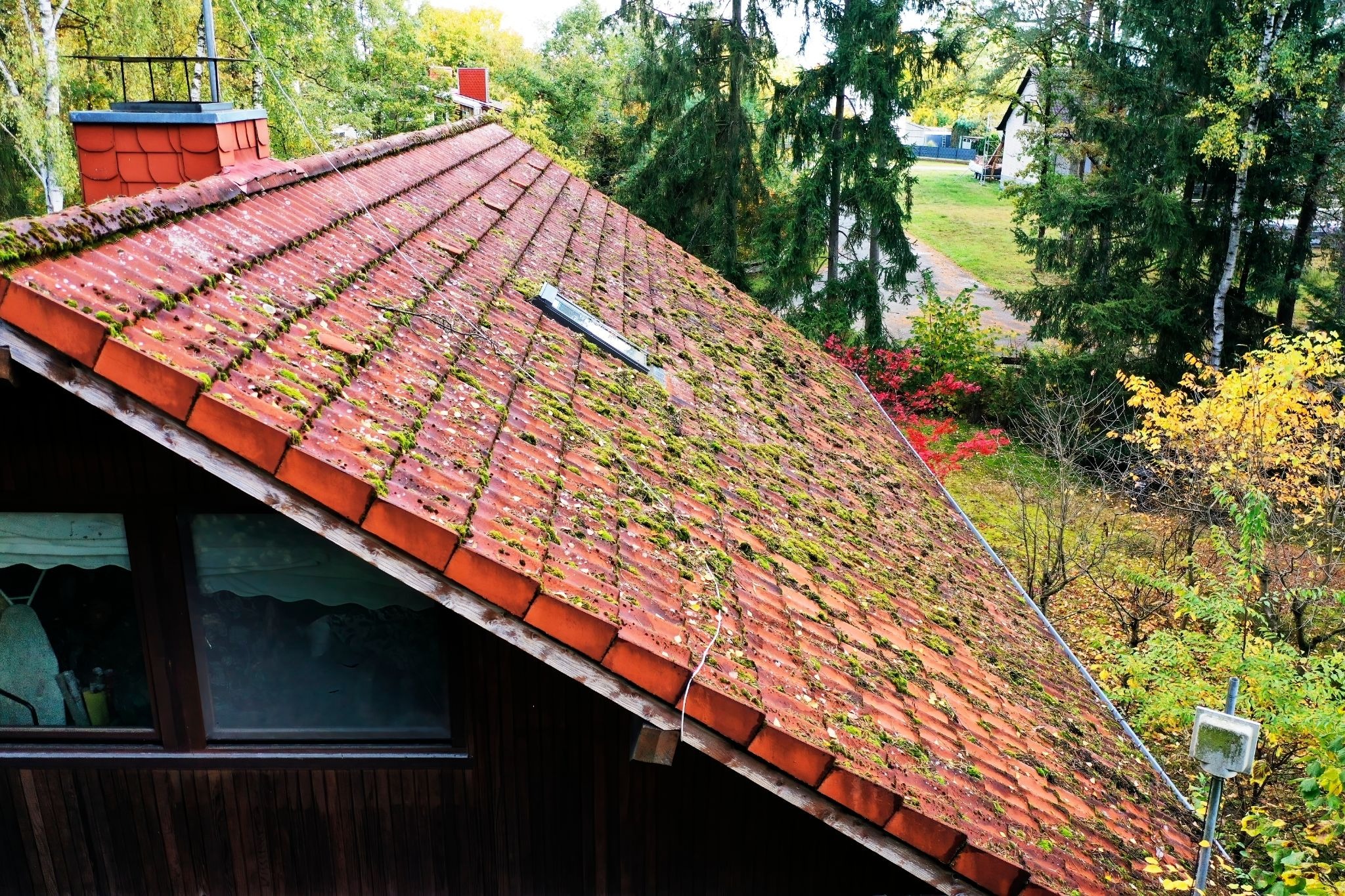 Roof covered in moss. A roof with moss and lichen growth.
