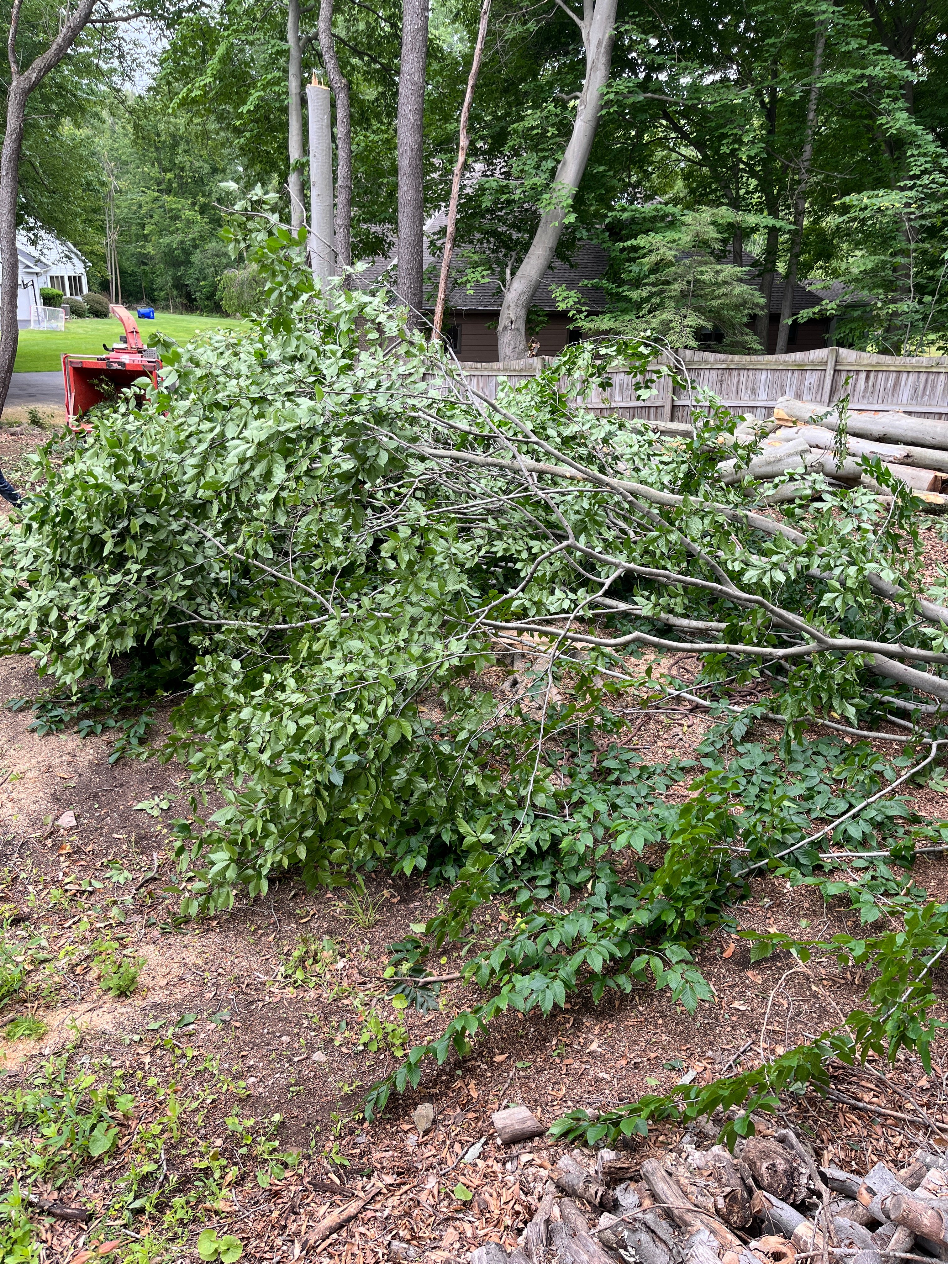 Pile of tree branches and leaves. Yard debris after storm.