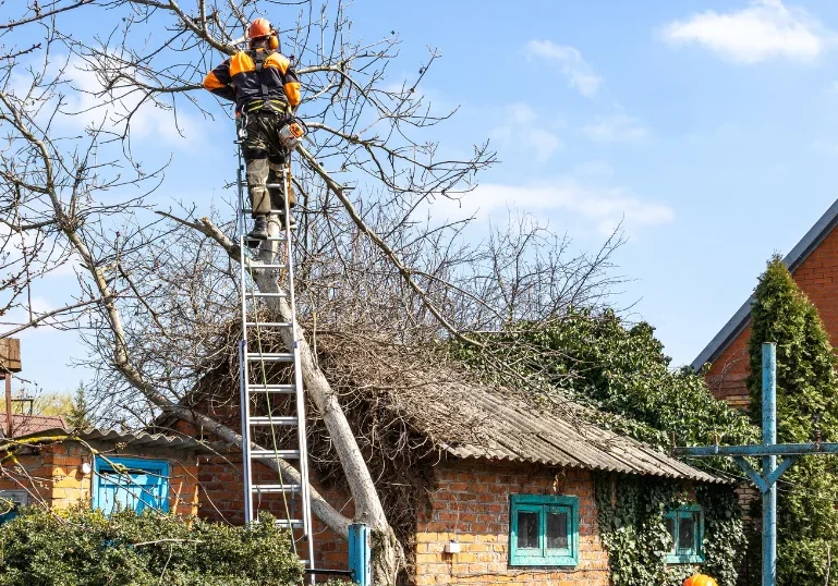 Trim-Overhanging-Branches