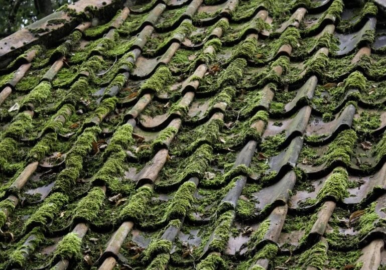 Roof covered in green moss and algae growth A roof with green moss and algae growth. The roof is made of curved tiles.